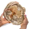 Fossil wood slice polished - 0