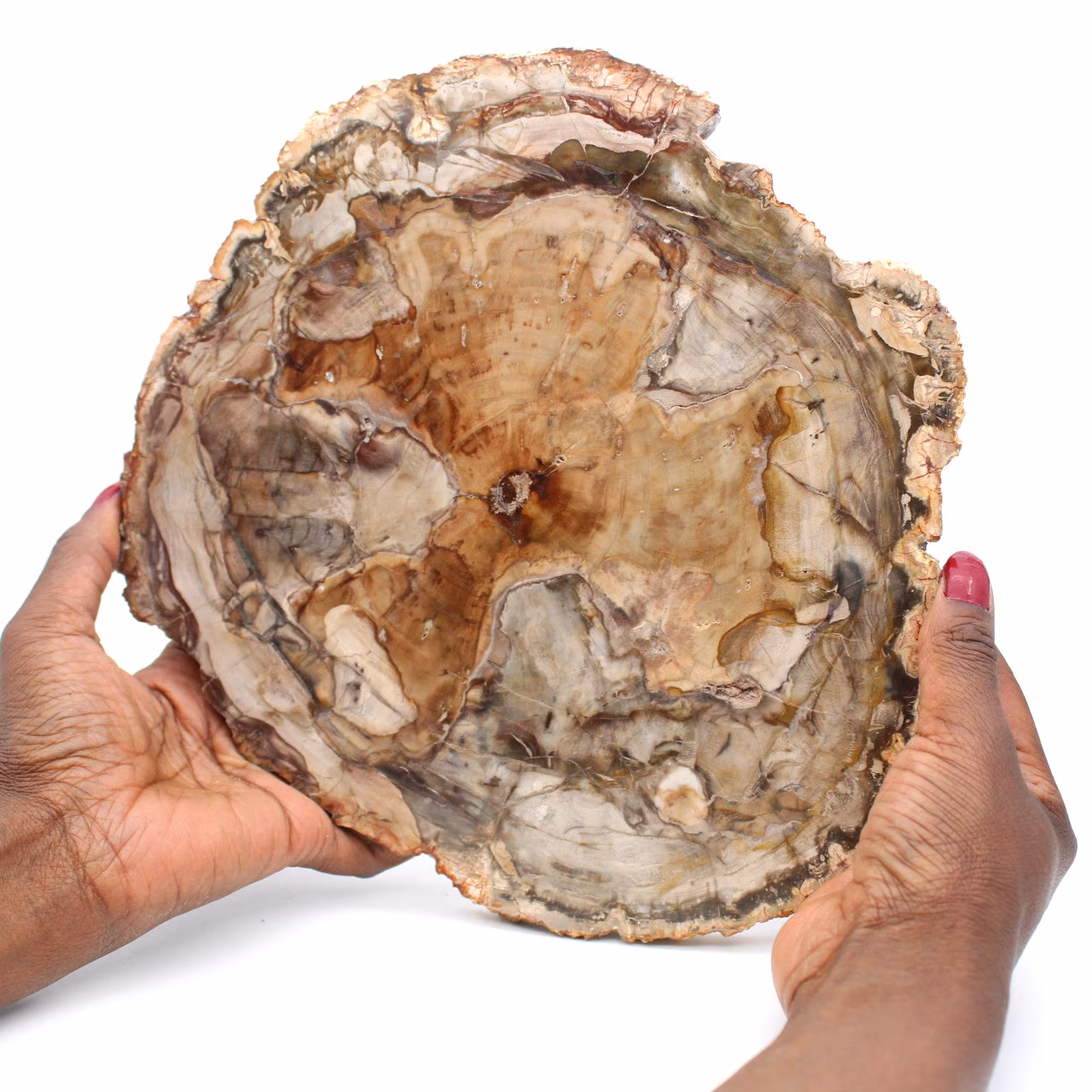 Fossil wood slice polished