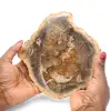 Fossil wood slice polished - 0