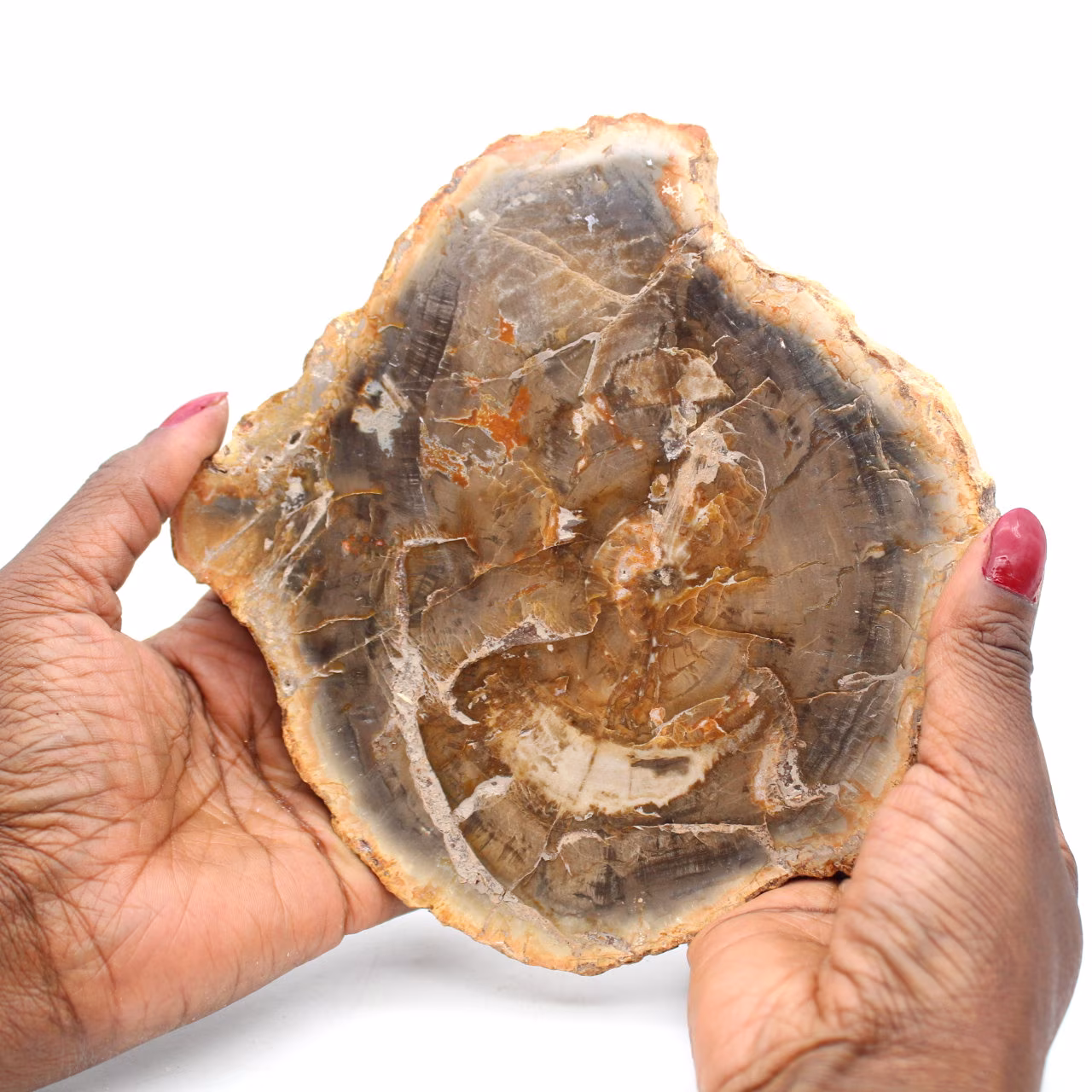Fossil wood slice polished