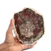 Fossil wood slice polished - 0