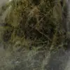 Collectible natural diopside - 5