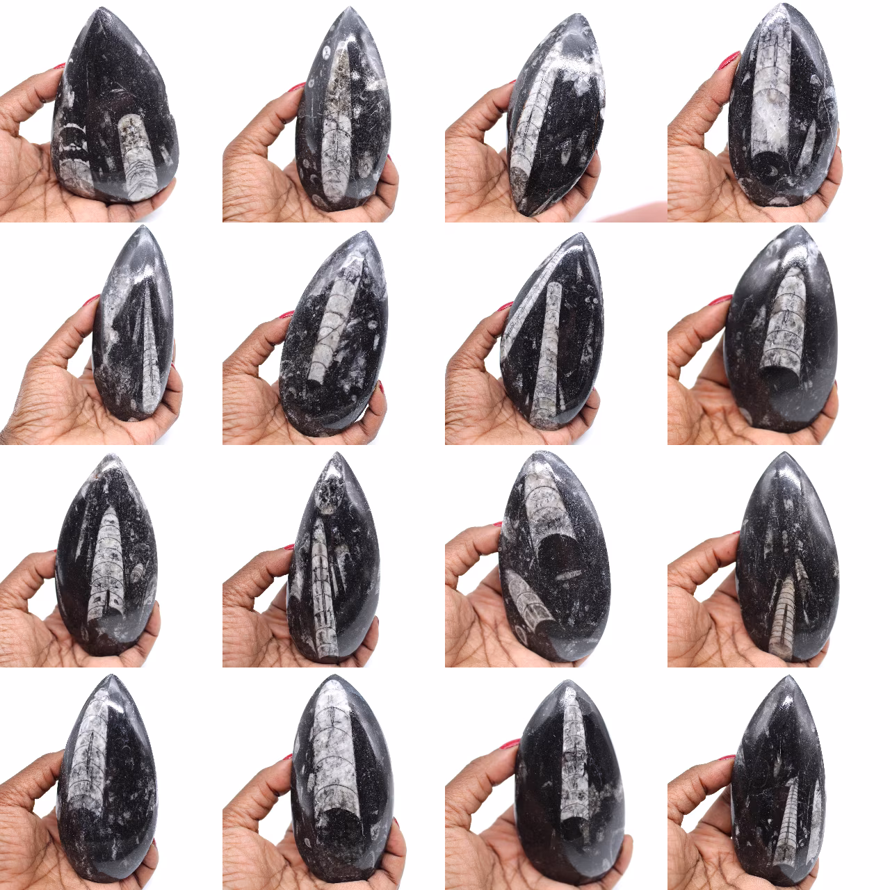 Polished orthocera fossil