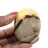 Pebble in septaria