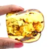 Fossil amber - 0