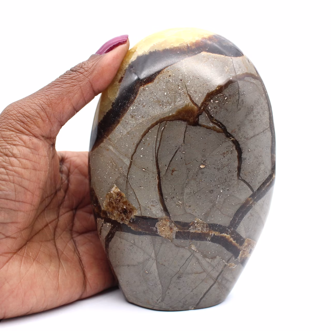 Polished septaria