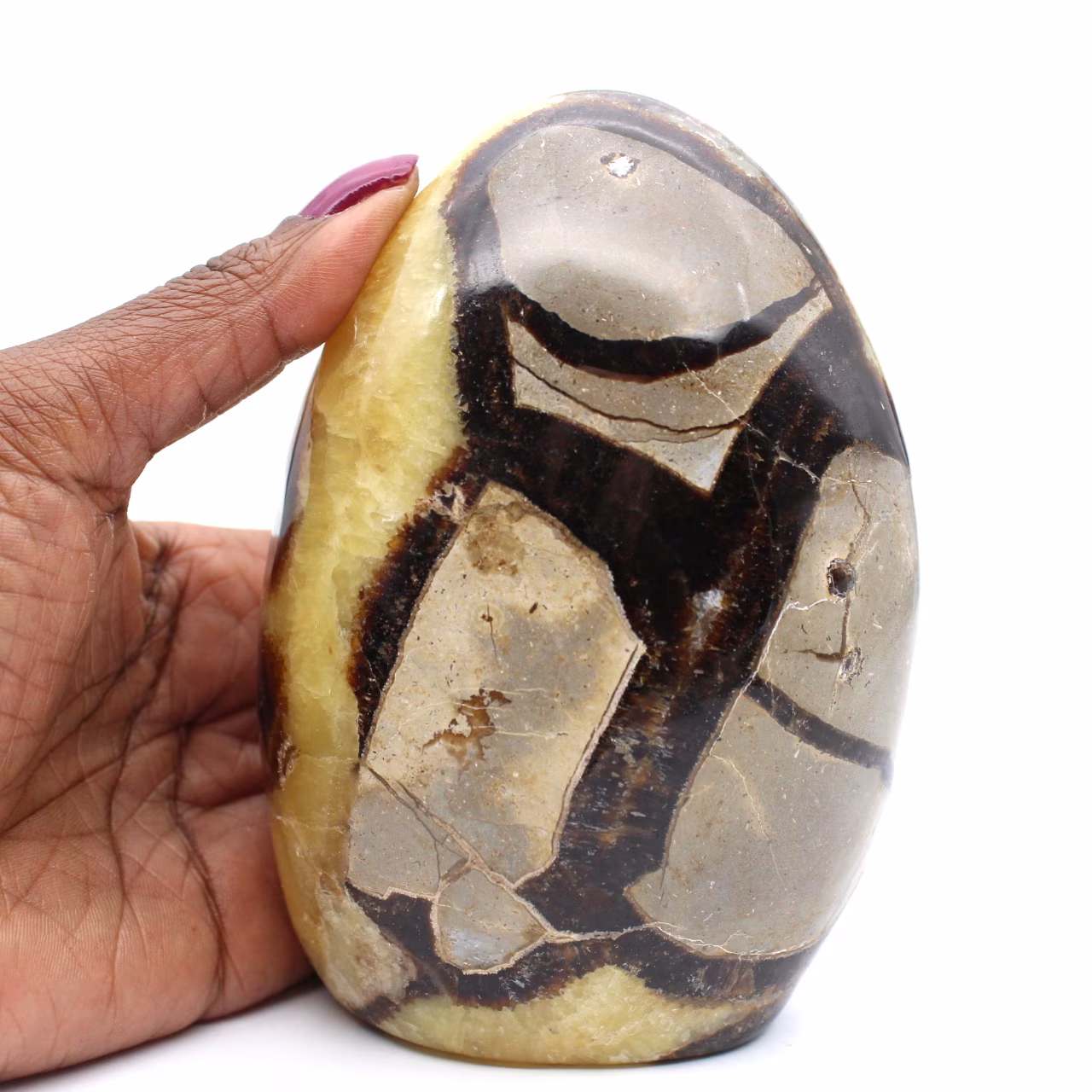 Polished septaria freeform