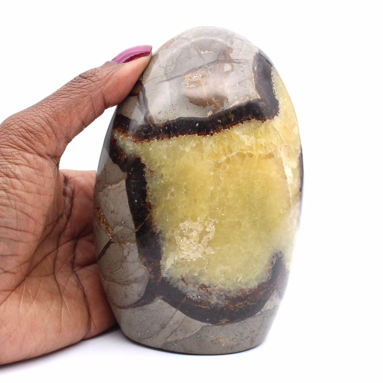 Free form polished septaria
