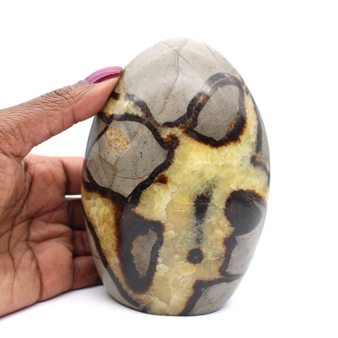 Polished polished septaria block