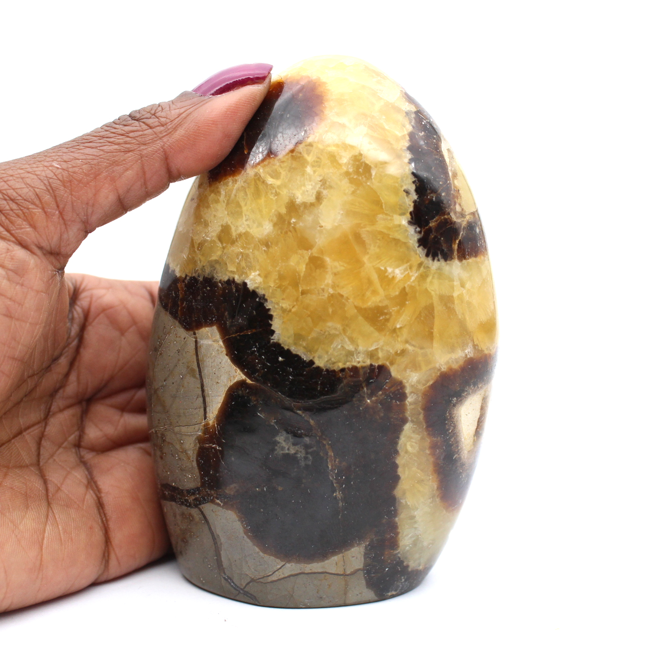 Free form polished septaria