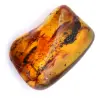 Fossil amber specimen - 0