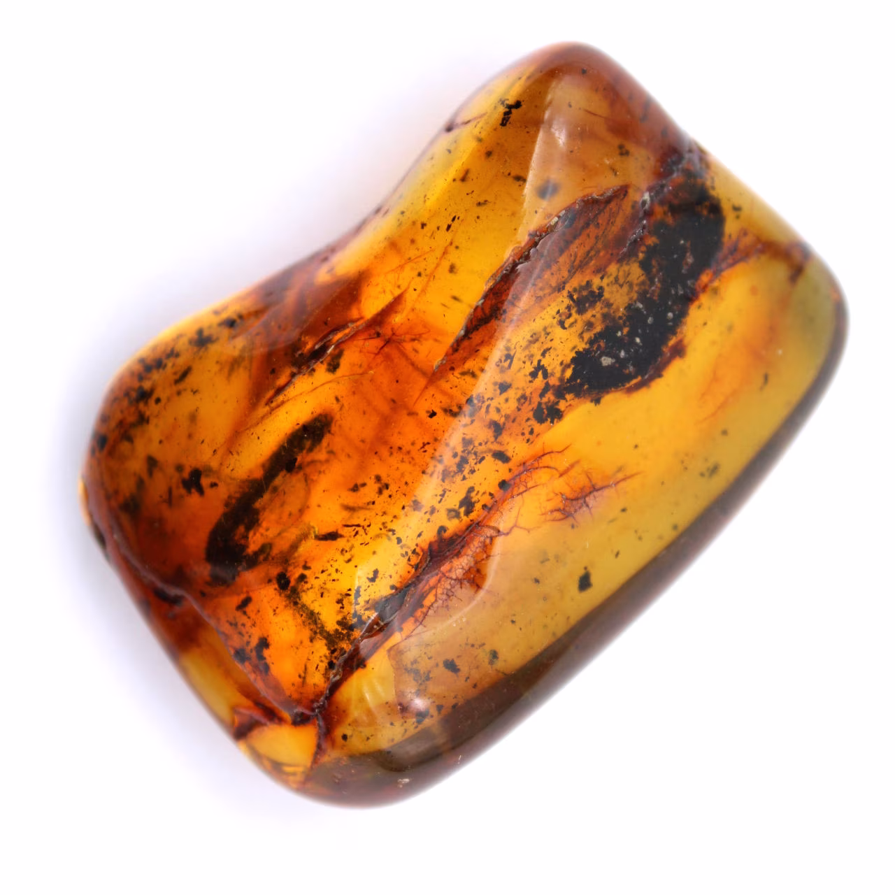 Fossil amber specimen