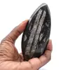 Moroccan Orthoceras - 0