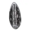 Moroccan Orthoceras - 1