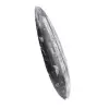 Moroccan Orthoceras - 2