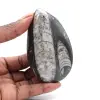 Fossil Orthoceras Morocco - 0