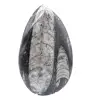 Fossil Orthoceras Morocco - 1