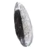 Fossil Orthoceras Morocco - 2