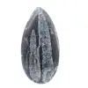Fossil Orthoceras from Morocco - 1