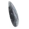 Fossil Orthoceras from Morocco - 2