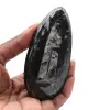 Polished fossil Orthoceras - 0