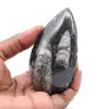 Moroccan Orthoceras - 0