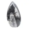 Moroccan Orthoceras - 1