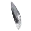 Moroccan Orthoceras - 2