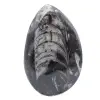 Fossil Orthoceras from Morocco - 1