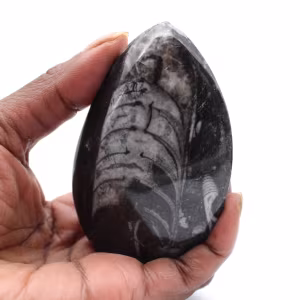 Fossil Orthoceras from Morocco
