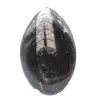 Orthoceras fossil Morocco - 1