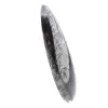 Orthoceras - 2