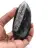 Orthoceras