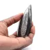 Fossil Orthoceras Morocco - 0