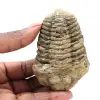 Trilobite from Morocco - 0