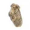 Trilobite from Morocco - 3