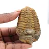 Trilobite fossil - 0