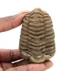 Raw trilobite - 0