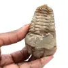 Fossil trilobite - 0