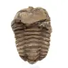 Fossil trilobite Morocco - 1
