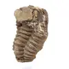 Fossil trilobite Morocco - 2