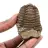 Fossil trilobite Morocco