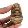 Raw trilobite - 0