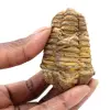 Raw fossil trilobite - 0