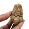 Raw trilobite from Morocco - 0