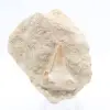 Fossil otodus tooth - 0