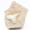 Otodus tooth from Morocco - 0