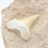 Otodus tooth from Morocco - 1
