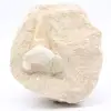 Fossil otodus tooth on gangue - 0