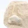 Fossil otodus tooth on gangue - 1
